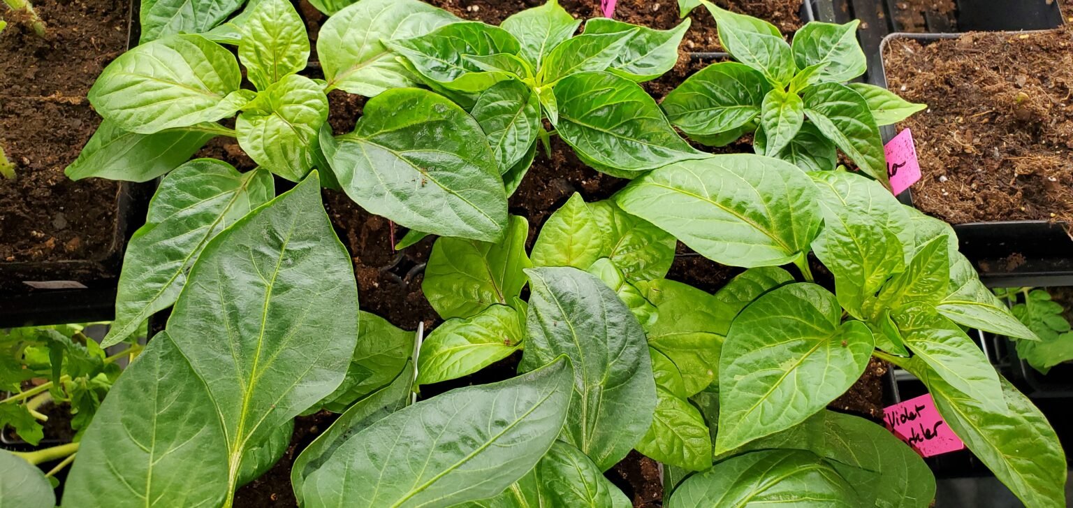 How to Protect Seedlings LivLifeOutdoors